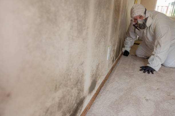 Best Attic Mold Removal  in Groveville, NJ